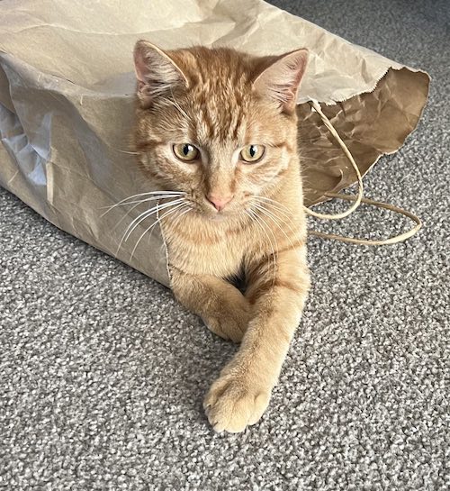 Peter the 3 leggered cat that inspired ScAnimals